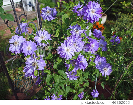 鐵線蓮屬Ama Nori花綻放 46862063