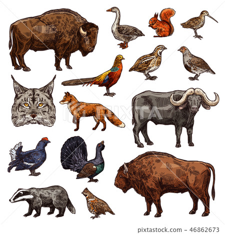 Hunting sport animals and birds sketches Hunting sport animals and birds sketches 46862673