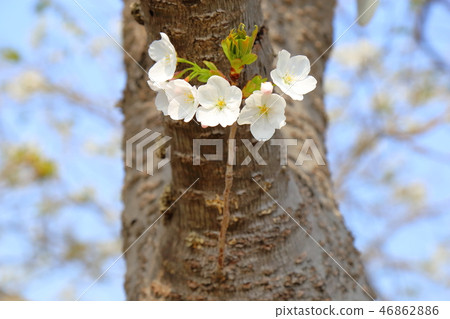Cherry blossoming in trunk Cherry blossoming in trunk 46862886