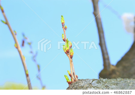 櫻花射擊 櫻花射擊 46862887