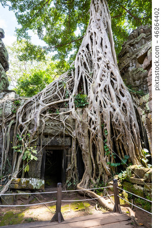 tetrameles growing on the ruins of Ta Prohm temple tetrameles growing on the ruins of Ta Prohm temple 46864402