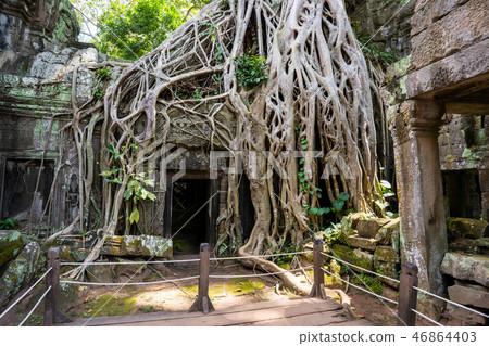 tetrameles growing on the ruins of Ta Prohm temple tetrameles growing on the ruins of Ta Prohm temple 46864403