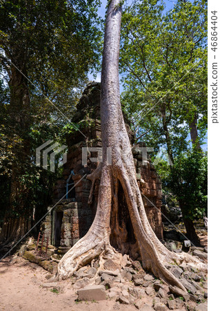 tetrameles growing on the ruins of Ta Prohm temple tetrameles growing on the ruins of Ta Prohm temple 46864404