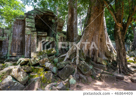 tetrameles growing on the ruins of Ta Prohm temple tetrameles growing on the ruins of Ta Prohm temple 46864409
