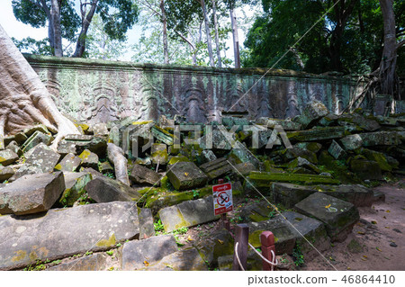 tetrameles growing on the ruins of Ta Prohm temple tetrameles growing on the ruins of Ta Prohm temple 46864410