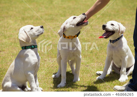 Labrador Retriever puppies 46866265