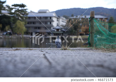 With Sarusawa's pond 46871573