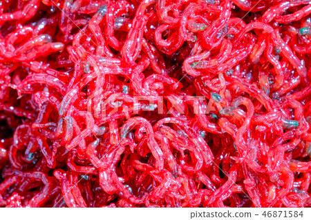 Small larvae of a mosquito - gargonza closeup Small larvae of a mosquito - gargonza closeup 46871584