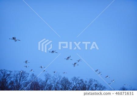 A flock of Tancho flies in the sky at dusk (Hokkaido · Tsurui) A flock of Tancho flies in the sky at dusk (Hokkaido · Tsurui) 46871631