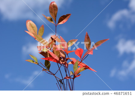 墮落的麻煩,南方天空的葉子 墮落的麻煩,南方天空的葉子 46871651