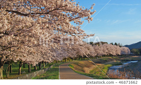 櫻花樹 - 龜岡體育公園 -  46871662