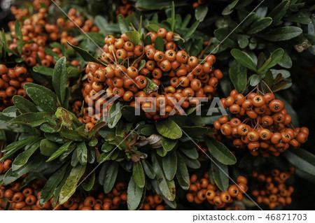 Pirakansa Pirakansa 46871703