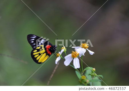 Pink Butterfly, Red Shoulder Butterfly Delias pasithoe curasena Pink Butterfly, Red Shoulder Butterfly Delias pasithoe curasena 46872537