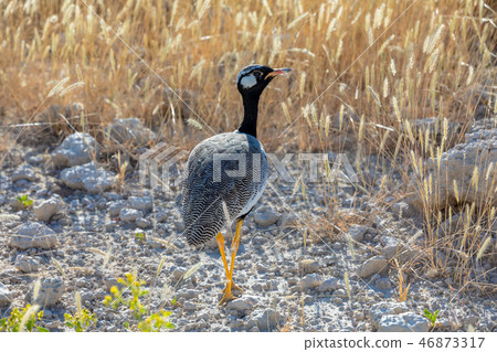 Northern Black Korhaan Namibia, Africa wildlife 46873317