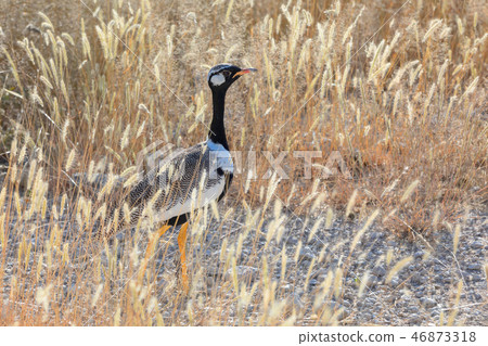 Northern Black Korhaan Namibia, Africa wildlife 46873318