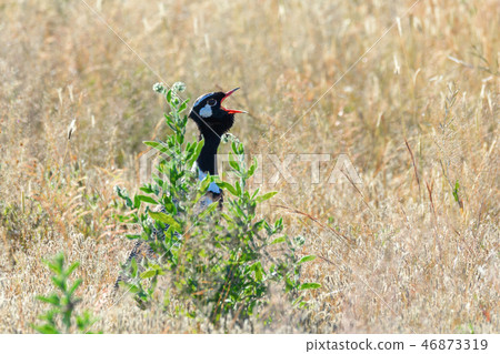 Northern Black Korhaan Namibia, Africa wildlife 46873319