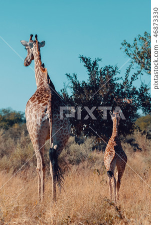 giraffe with calf, Africa wildlife safari giraffe with calf, Africa wildlife safari 46873330