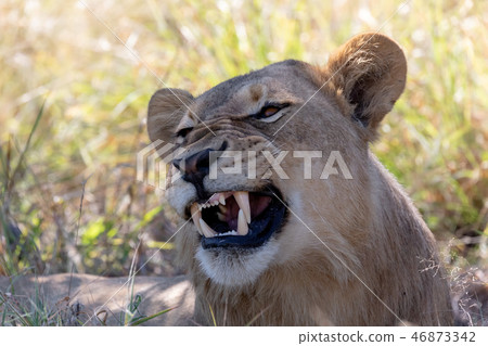 lion without mane Botswana Africa safari wildlife lion without mane Botswana Africa safari wildlife 46873342