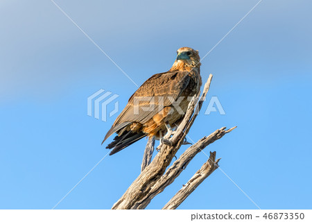 tawny eagle Botswana Africa safari wildlife 46873350