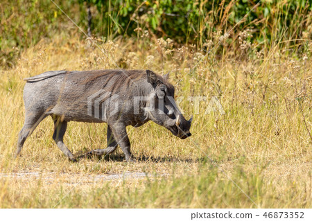 Warthog Botswana safari wildlife 46873352
