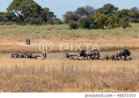 Blue Wildebeest Botswana Africa wildlife safari 46873353
