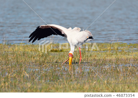 Yellow-billed stork, Botswana Africa wildlife Yellow-billed stork, Botswana Africa wildlife 46873354
