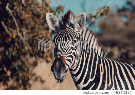 zebra foal Botswana Africa wildlife safari zebra foal Botswana Africa wildlife safari 46873355