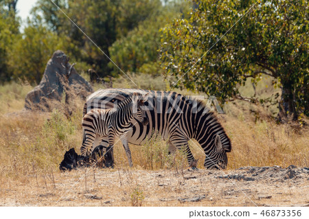 zebra foal Botswana Africa wildlife safari 46873356