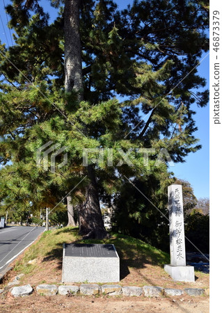 The entrance to the pine tree line of oil 46873379