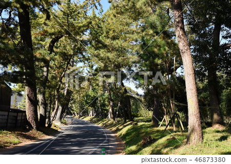 Oil pine trees 46873380