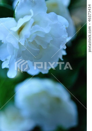 Flowers of Satake flowers Flowers of Satake flowers 46873434