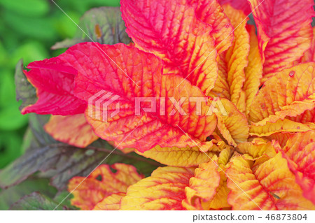 Vivid Hageito Flower 46873804