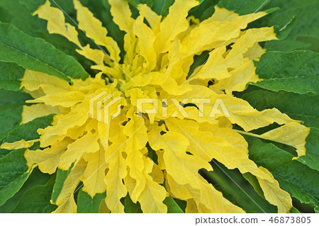 Vivid Hageito Flower Vivid Hageito Flower 46873805