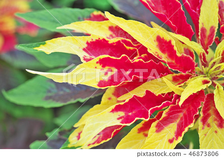 Vivid Hageito Flower Vivid Hageito Flower 46873806