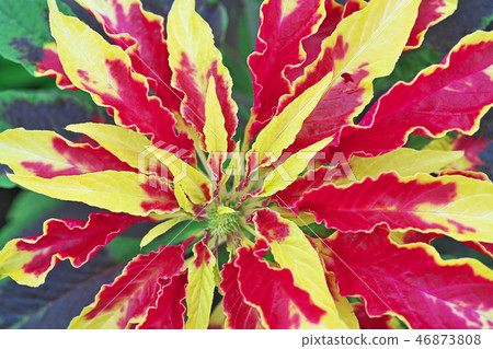 Vivid Hageito Flower 46873808