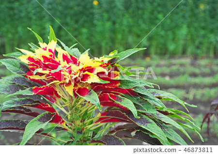 Vivid Hageito Flower Vivid Hageito Flower 46873811