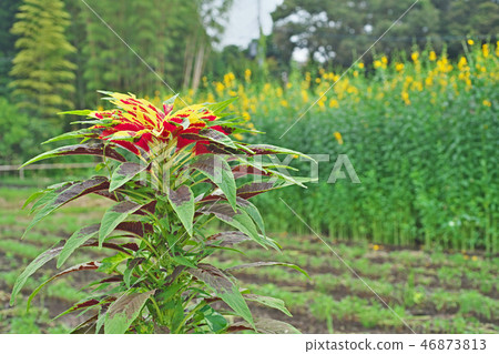 Vivid Hageito Flower 46873813