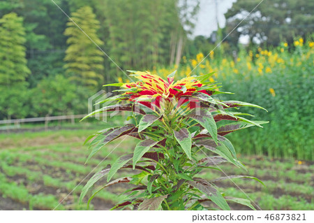 Vivid Hageito Flower Vivid Hageito Flower 46873821