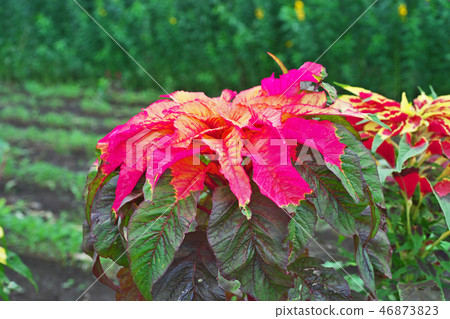 Vivid Hageito Flower Vivid Hageito Flower 46873823