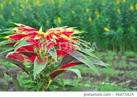 Vivid Hageito Flower Vivid Hageito Flower 46873824