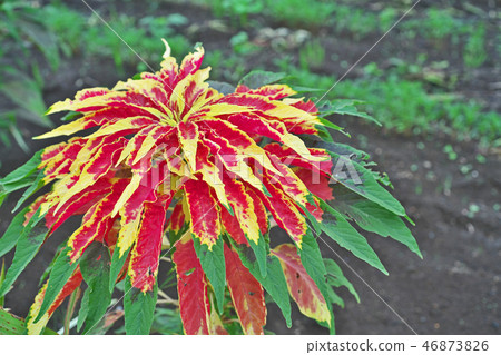Vivid Hageito Flower Vivid Hageito Flower 46873826
