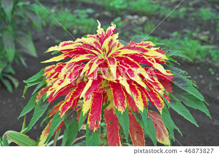 Vivid Hageito Flower Vivid Hageito Flower 46873827