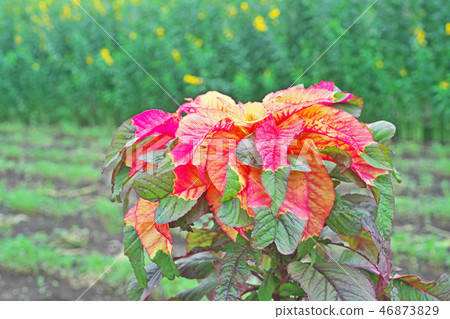 Vivid Hageito Flower Vivid Hageito Flower 46873829