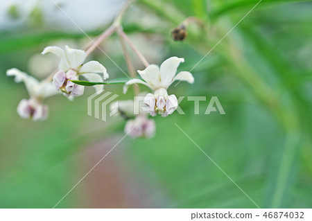 紫紅色的towata花 紫紅色的towata花 46874032