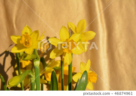 快速明亮的迷你水仙,冬天的黃色花朵,日式圖像素材 快速明亮的迷你水仙,冬天的黃色花朵,日式圖像素材 46874961