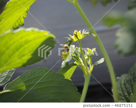 一隻蜜蜂 一隻蜜蜂 46875151