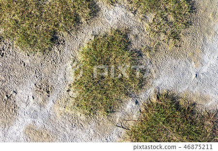 Closeup of a dune in the Netherlands 46875211