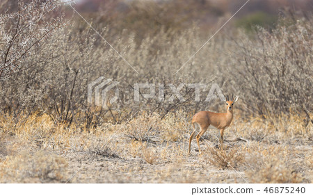 Bushbuck in Botswana 46875240