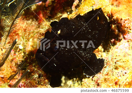 Frog Anko（黑山7厘米黑） 46875599