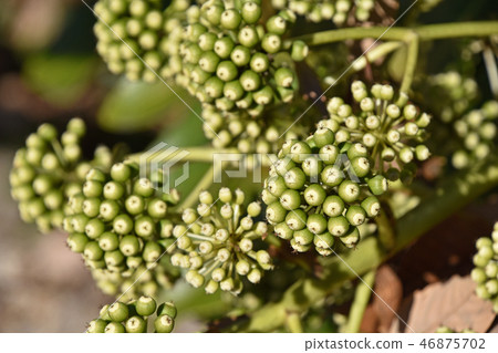 The young fruit of the jackpot The young fruit of the jackpot 46875702